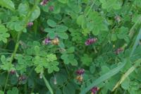 Lathyrus niger