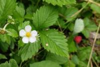 Fragaria vesca