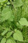 Urtica dioica