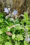 Borago officinalis
