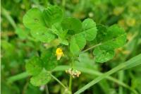 Medicago arabica