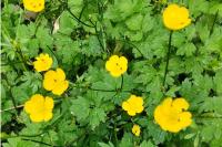 Ranunculus acris