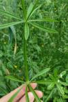 Galium aparine