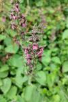 Stachys sylvatica