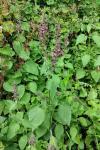 Stachys sylvatica