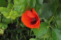 Papaver rhoeas