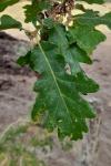 Quercus pyrenaica