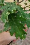 Quercus pyrenaica