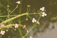 Alisma lanceolatum