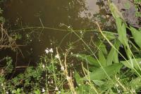 Alisma lanceolatum
