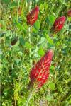 Trifolium incarnatum