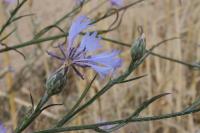 Cyanus segetum