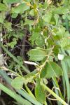 Salix atrocinerea