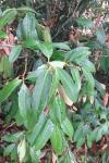 Prunus laurocerasus