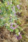 Medicago sativa