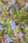 Echium vulgare