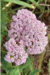 Achillea millefolium