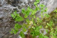 Euphorbia peplus