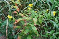 Lysimachia vulgaris