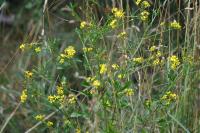 Jacobaea aquatica