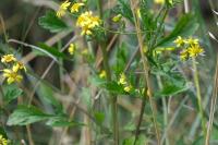 Jacobaea aquatica