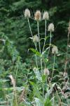 Dipsacus fullonum