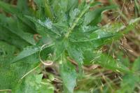 Hieracium virgultorum