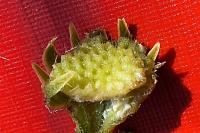 Hieracium virgultorum