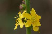 Agrimonia eupatoria
