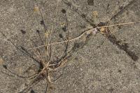 Petrorhagia prolifera