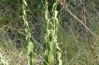 Vincetoxicum hirundinaria