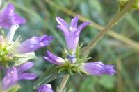 Campanula glomerata