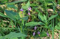 Solanum dulcamara