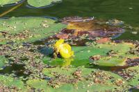 Nuphar lutea