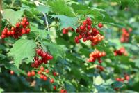 Viburnum opulus