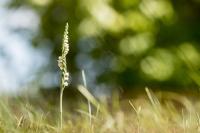Spiranthes spiralis