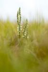 Spiranthes spiralis