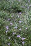 Colchicum autumnale