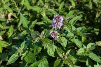 Mentha aquatica