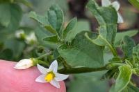 Solanum nigrum