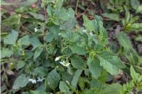 Solanum nigrum
