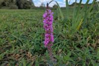 Lythrum salicaria