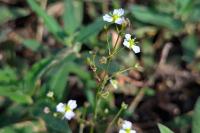 Alisma