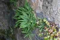 Asplenium trichomanes
