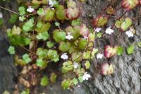 Cymbalaria muralis