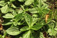 Plantago media