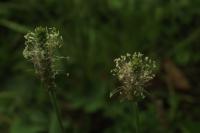 Plantago media