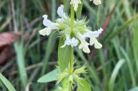 Stachys annua