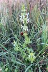 Stachys annua