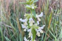 Stachys annua